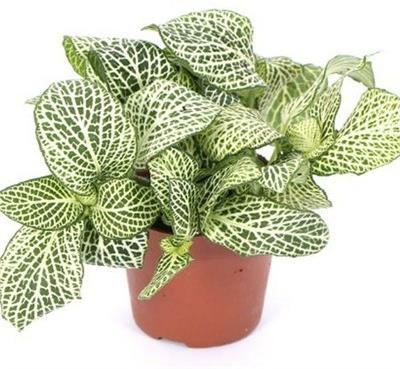 Nerve Plant White
