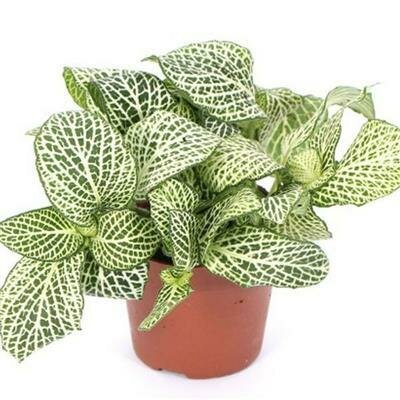 Nerve Plant White