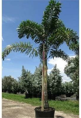 Foxtail Palm