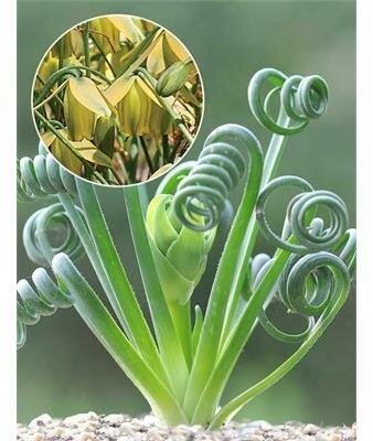 Corkscrew Albuca Frizzle Sizzle