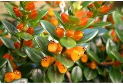 Goldfish Plant Shady Lady Heidy