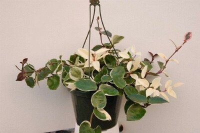 Hoya Assorted HB