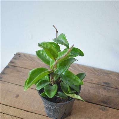 Hoya Carnosa Green HB