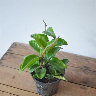 Hoya Carnosa Green HB