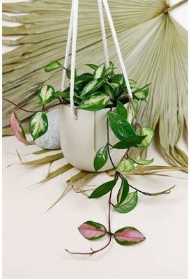 Hoya Carnosa Tricolor