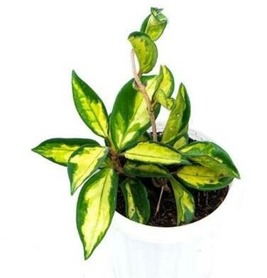 Hoya Carnosa Tricolor