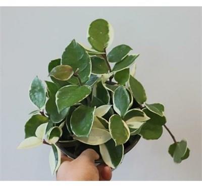 Hoya Carnosa Krimson Queen