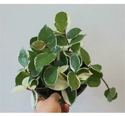 Hoya Carnosa Krimson Queen