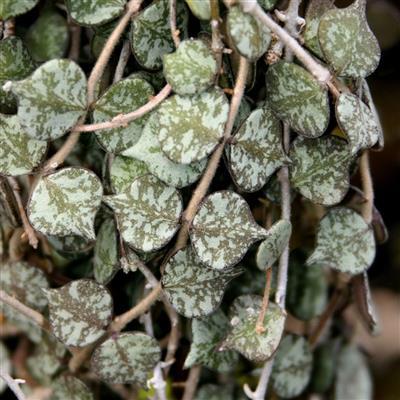 Hoya Curtisii - image 2