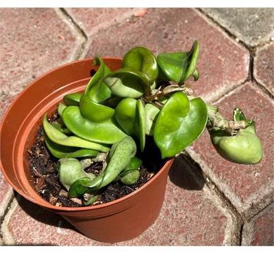 Hoya Compacta Krinkle Kurl - image 4