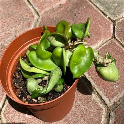 Hoya Compacta Krinkle Kurl - image 2