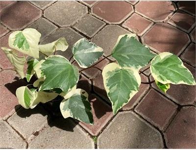 Ivy Marengo - image 2