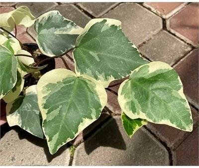 Ivy Marengo - image 3