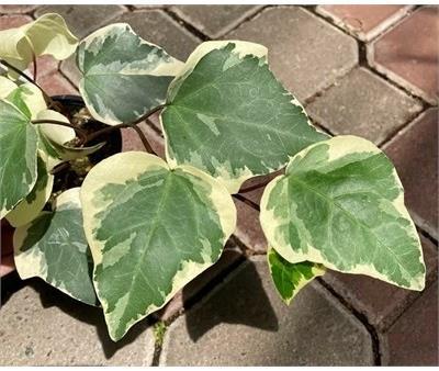 Ivy Marengo - image 3