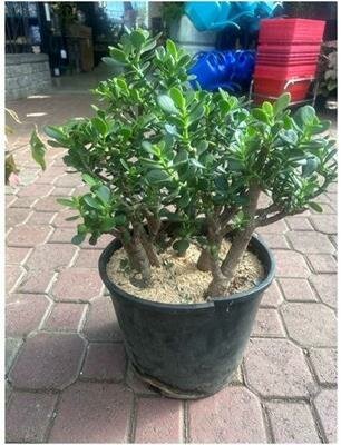Jade Plant