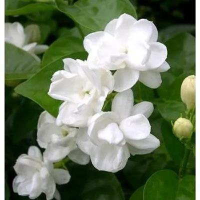 Fragrant Tropical Jasmine - image 2