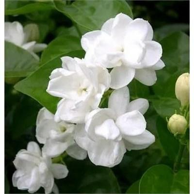 Fragrant Tropical Jasmine