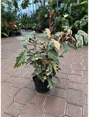 Chinese Croton Jungle Fire