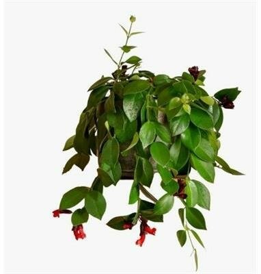 Mona Lisa Lipstick Plant HB