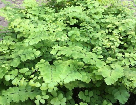Maidenhair Fritz Luthii