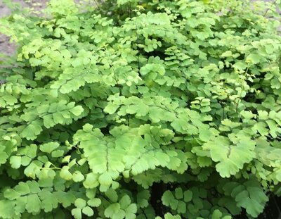 Maidenhair Fritz Luthii