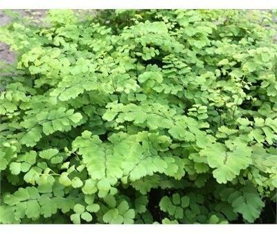 Maidenhair Fritz Luthii