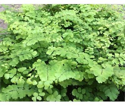Maidenhair Fritz Luthii