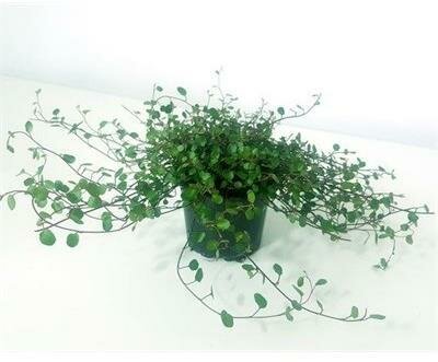 Maidenhair Vine Rosy