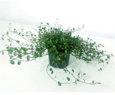 Maidenhair Vine Rosy