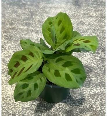 Green Prayer Plant