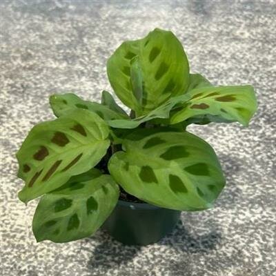 Green Prayer Plant - image 2