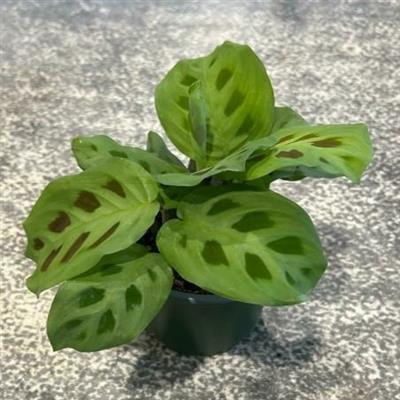 Green Prayer Plant - image 2