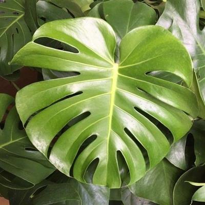 Split Leaf Monstera Plant