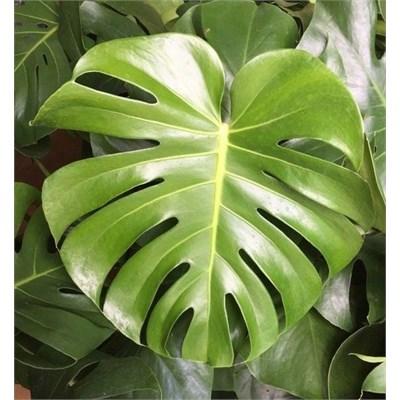 Split Leaf Monstera Plant