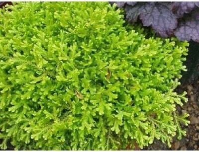 Golden Club Moss (Selaginella)