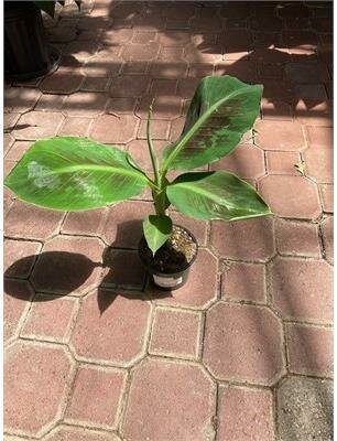 Banana Dwarf Cavendish