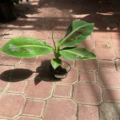 Banana Dwarf Cavendish