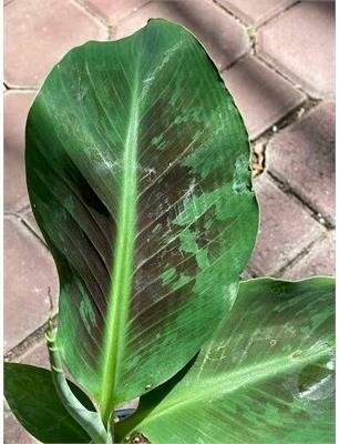 Banana Dwarf Cavendish - image 2