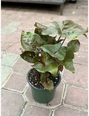 Arrowhead (Nephthytis) Merry Maria