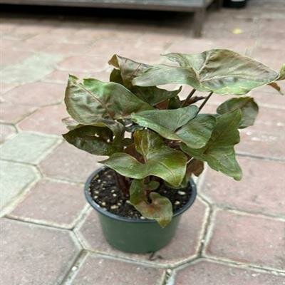 Arrowhead (Nephthytis) Merry Maria