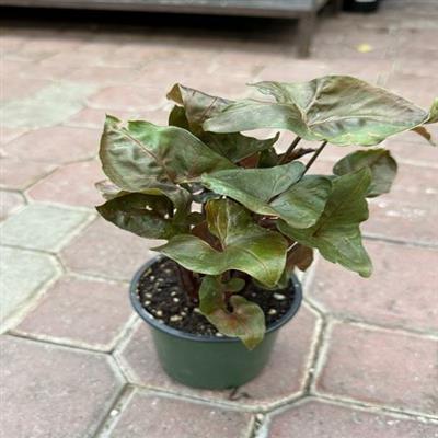 Arrowhead (Nephthytis) Merry Maria