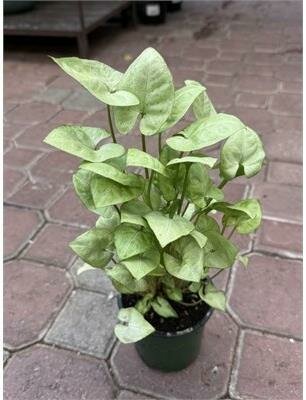 Arrowhead (Nephthytis) Moonshine