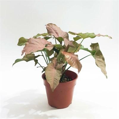 Pink Arrow Arrowhead (Nephthytis)