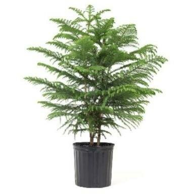 Norfolk Island Pine