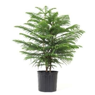 Norfolk Island Pine