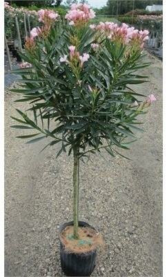 Oleander Standard
