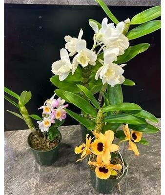 Dendrobium Collector Orchid