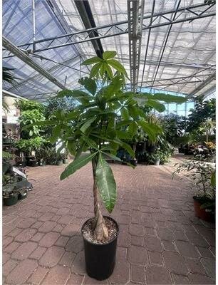 Pachira Braided Money Tree