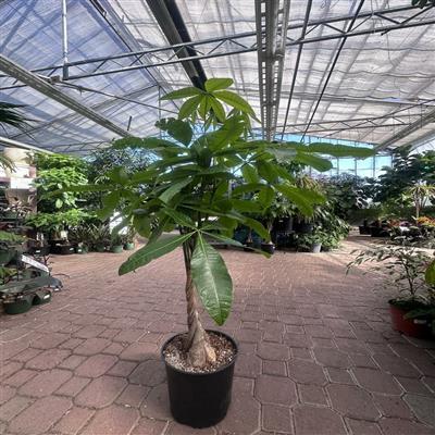 Pachira Braided Money Tree - image 2