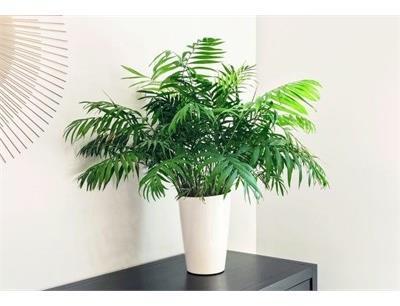 Parlour Palm